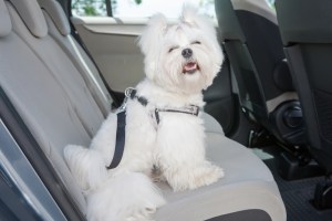 081716 CC Don't forget Fido on your next family trip 3