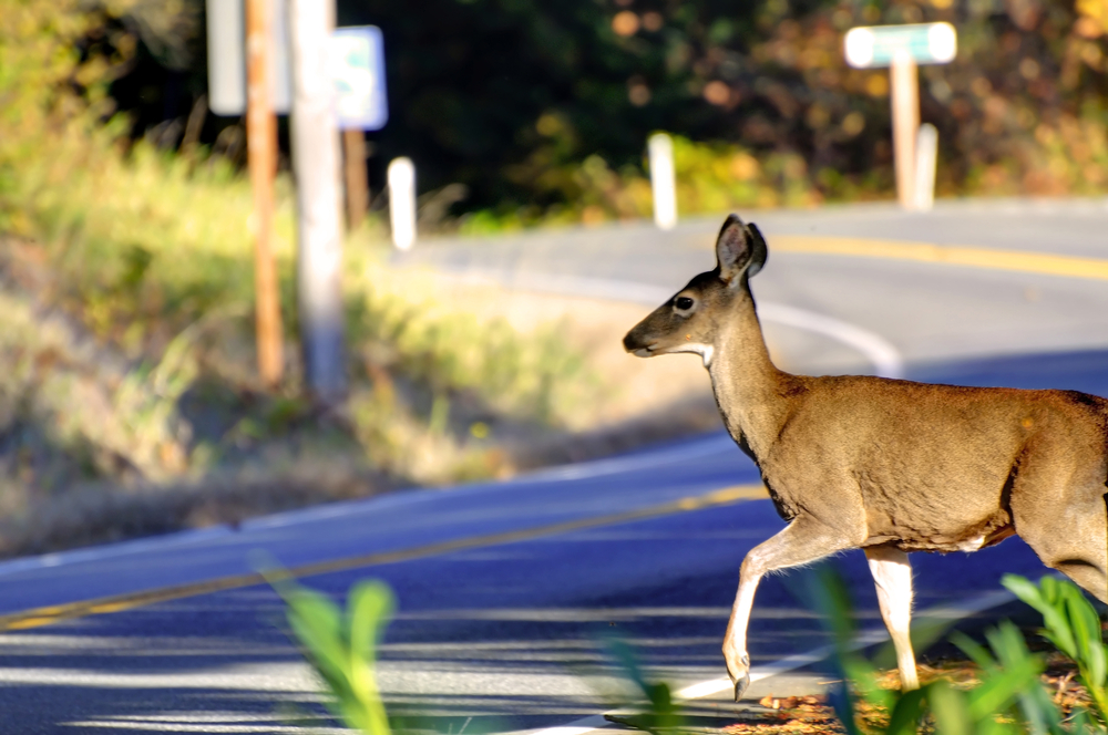 092216-cc-tis-the-season-to-keep-an-eye-out-for-rudolph-dasher-donner-and-blitzen-too-1