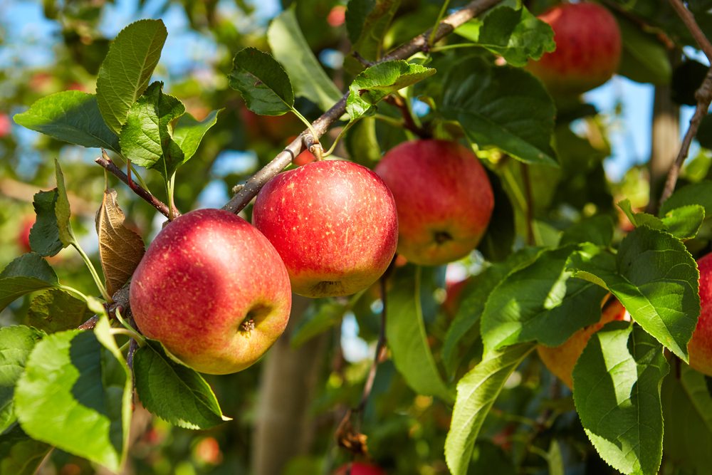 092416-cc-go-out-on-a-limb-spend-a-day-apple-picking-1