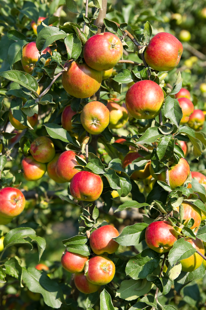 092416-cc-go-out-on-a-limb-spend-a-day-apple-picking-2