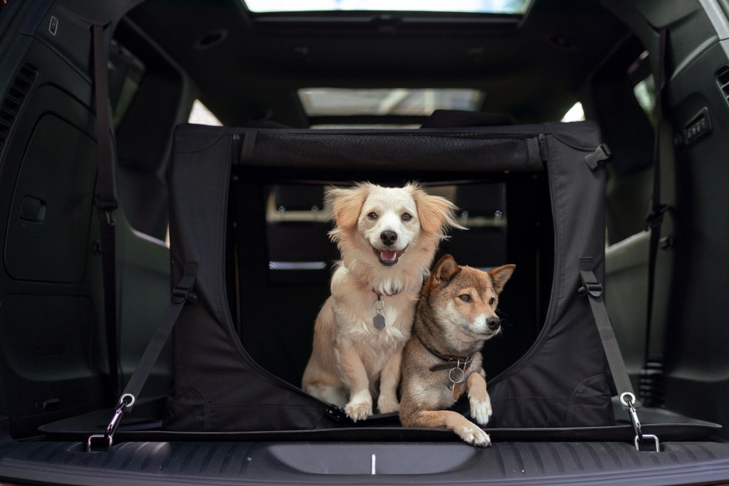 Best Cars for Dog Lovers