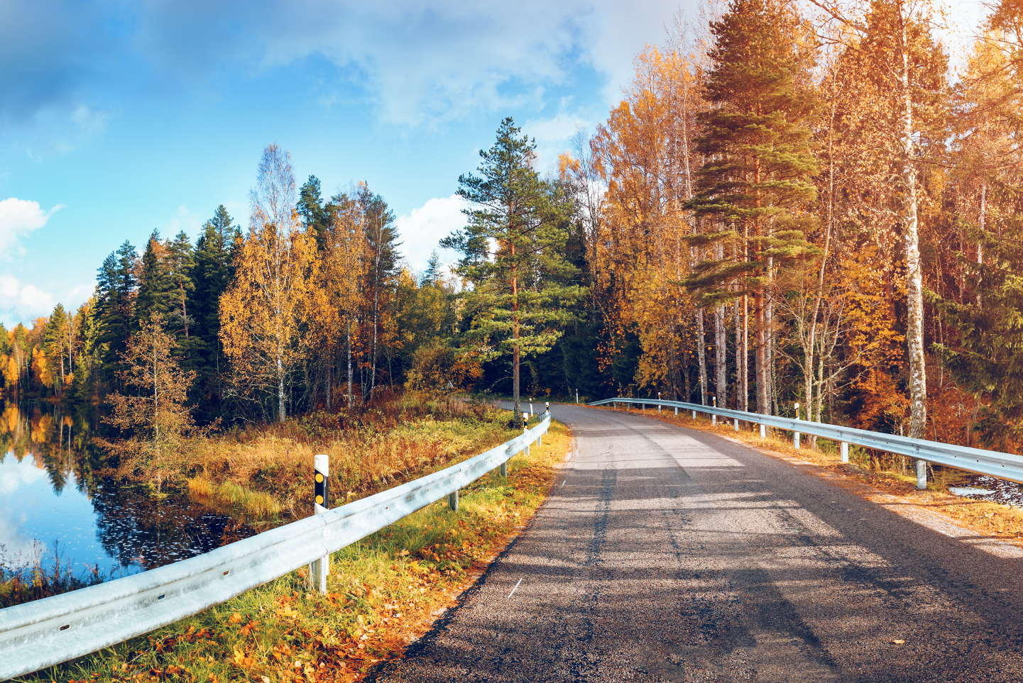 Road through trees in fall